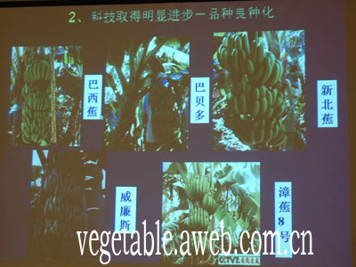 香蕉品种