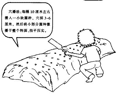 　　②地栽、床栽：采用穴播、层播和和表面接种法。