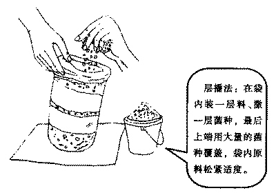 鸡腿菇栽培技术