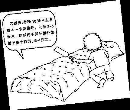 鸡腿菇栽培技术