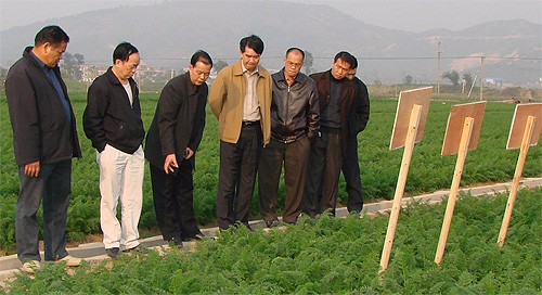 萝卜配方全记录