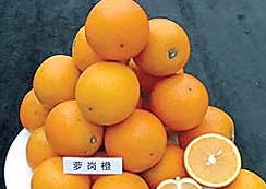 萝岗橙重返市场香味依然