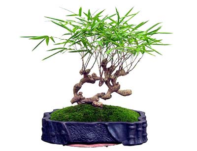 盆景