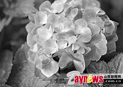 八仙花