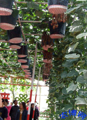 菜博会新科技之红薯空中长