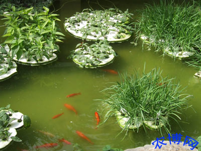 菜博会新科技之韭菜水中长