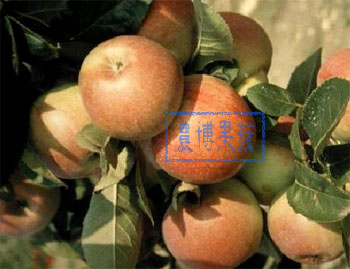 三倍体高酸良种——凯威