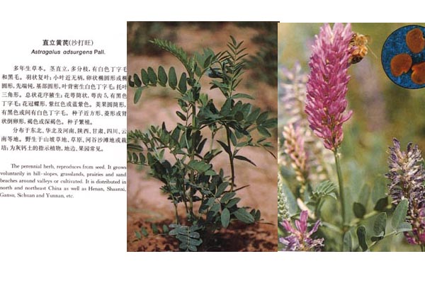 豆科杂草