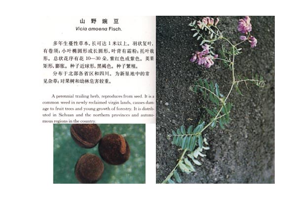 豆科杂草