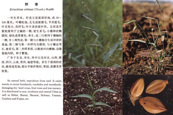 禾本科杂草
