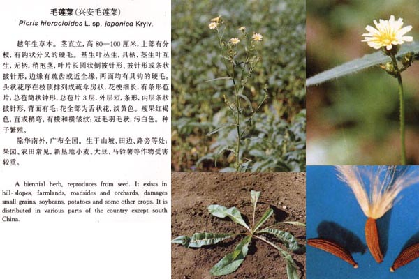 菊科杂草