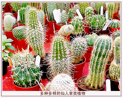仙人掌
