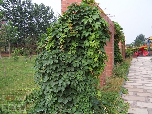 绿化