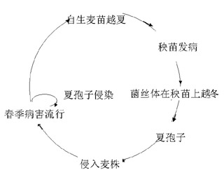小麦叶锈病病原菌及病害循环