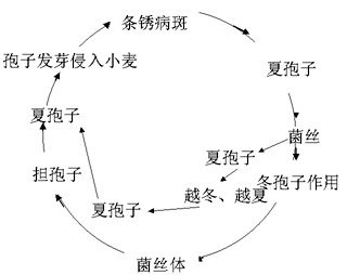 小麦条锈病病害循环图