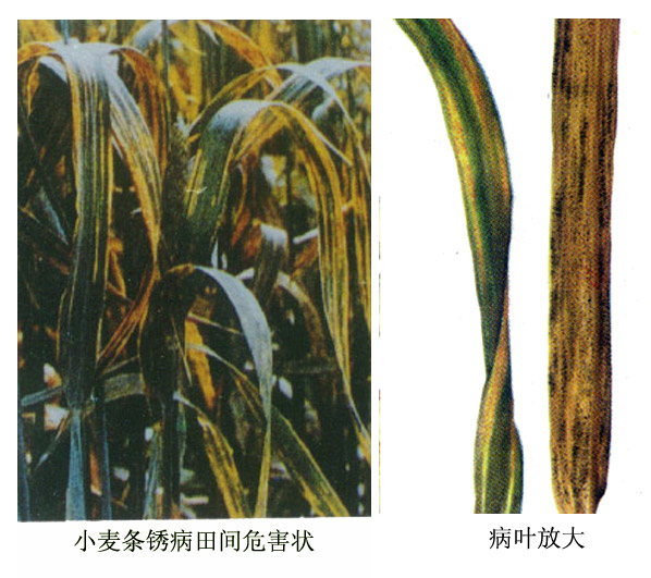 小麦条锈病田间危害状