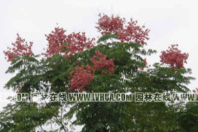 栾树