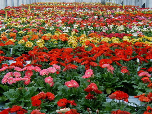 非洲菊