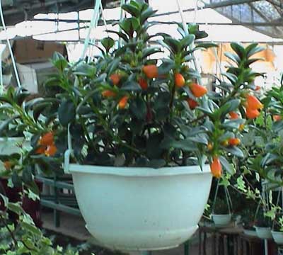 金鱼花