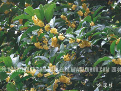 桂花