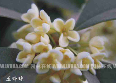 桂花