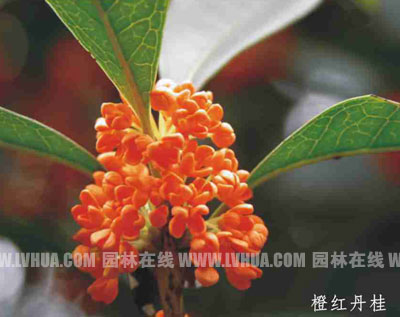 桂花