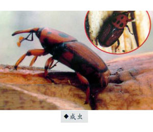 红棕象甲