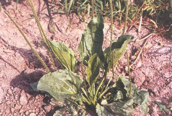 别名 车轮辘菜,野甜菜.