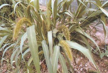 田间杂草--狗尾草-实用技术-农博数据中心