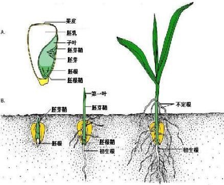 玉米种子结构图