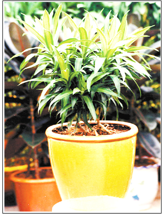 dracaena reflexa 科属:龙舌兰科龙血树属(也有文献将其列为百合