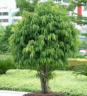 柳叶榕的繁殖技术(图)