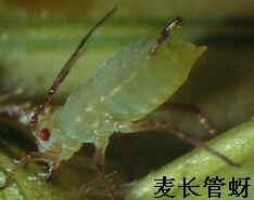 麦蚜    中文名称:麦蚜   英文名称:长管(wheat aphid),二叉(green